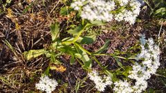 Valerianella amarella