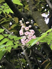 Bretschneidera sinensis