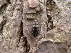 Phaenops fulvoguttata