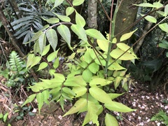 Bretschneidera sinensis