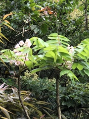 Bretschneidera sinensis