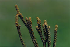 Veronica poppelwellii