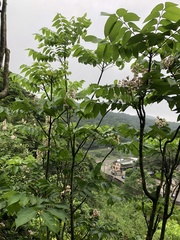 Bretschneidera sinensis