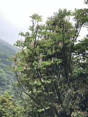 Bretschneidera sinensis