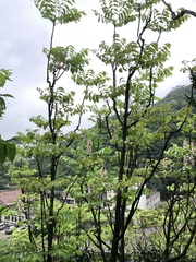 Bretschneidera sinensis