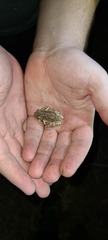 Pseudacris hypochondriaca