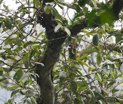Ficus pumila awkeotsang