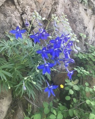 Delphinium glareosum