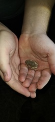 Pseudacris hypochondriaca