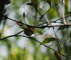 Abroscopus albogularis