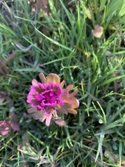 Castilleja ambigua