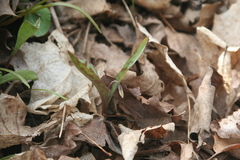 Erythronium propullans