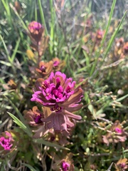 Castilleja ambigua