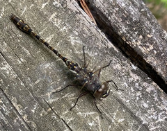 Gomphaeschna antilope