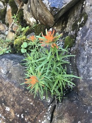 Castilleja rupicola