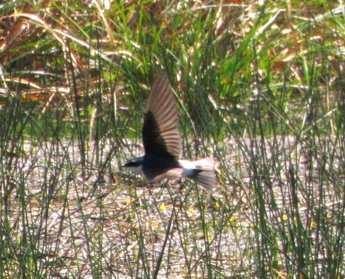 Tachycineta leucorrhoa