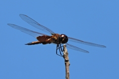 Tramea rustica