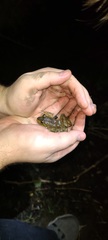 Lithobates catesbeianus