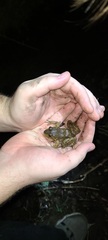 Lithobates catesbeianus