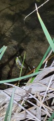 Lithobates catesbeianus