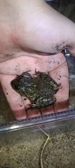Lithobates catesbeianus