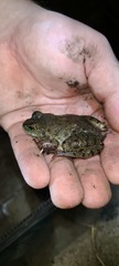 Lithobates catesbeianus