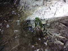 Pseudacris hypochondriaca