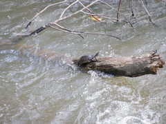 Phrynops williamsi