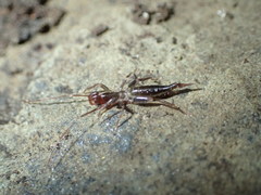 Hubbardia pentapeltis