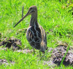 Gallinago paraguaiae