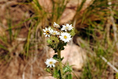 Perezia multiflora