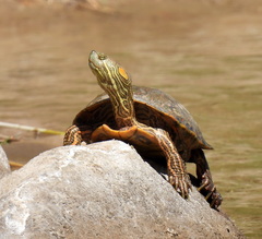 Trachemys gaigeae