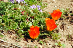 Portulaca fulgens
