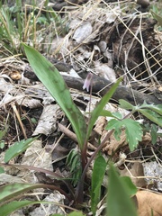 Erythronium propullans
