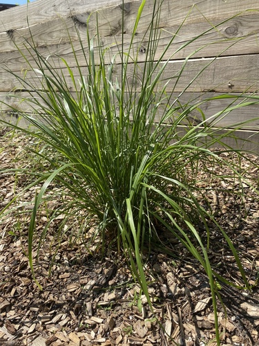 Calamagrostis brachytricha iNat (3)