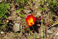 Portulaca fulgens