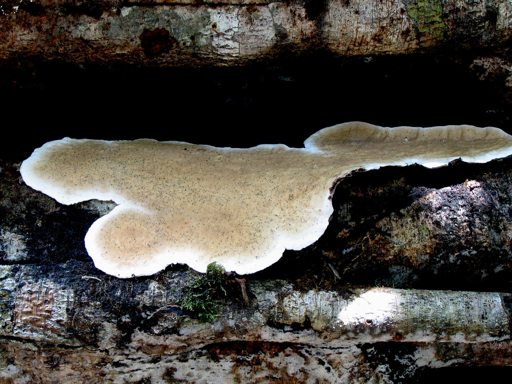 Megasporoporia bannaensis