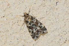 Scoparia crocospila