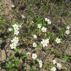 Mononeuria nuttallii