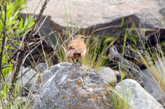 Upucerthia validirostris