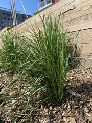 Calamagrostis × acutiflora