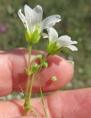 Mononeuria nuttallii