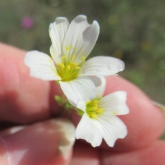 Mononeuria nuttallii