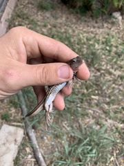 Aspidoscelis gularis