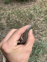 Aspidoscelis gularis