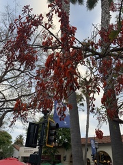 Erythrina crista-galli