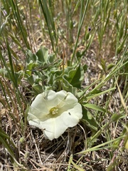 Calystegia collina venusta