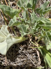 Calystegia collina venusta