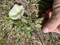 Calystegia collina venusta