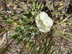 Calystegia collina venusta